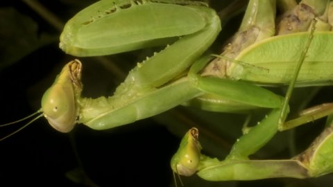 VERTICAL VIDEO: Male sits on the female Praying mantises copulate. Mantis mating. Transcaucasian Tree Mantis (Hierodula transcaucasica). Extreme close up of mantis insect