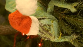 VERTICAL VIDEO, Closeup portrait of Veiled chameleon (Chamaeleo calyptratus) in red cap sits on Christmas tree. Chameleon in Santa Claus cap sits on the christmas tree