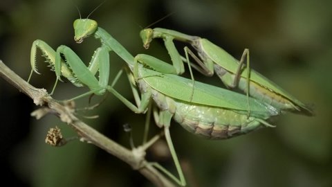 VERTICAL VIDEO: Male sits on the female Praying mantises copulate. Mantis mating. Transcaucasian Tree Mantis (Hierodula transcaucasica). Close up of mantis insect