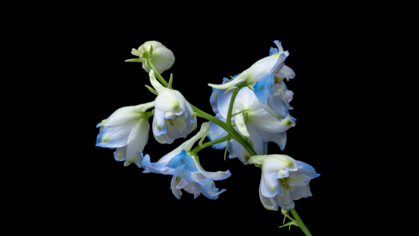 Timelapse of blooming blue delphinium flower on black background. Love, wedding, anniversary, spring, valentines day backdrop Royalty-Free Stock Footage #1092583901