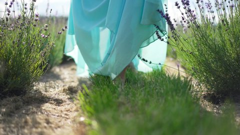 Front view feet of slim Caucasian woman in blue dress strolling in slow motion on lavender field. Unrecognizable confident barefoot lady walking enjoying summer leisure outdoors. Beauty and joy