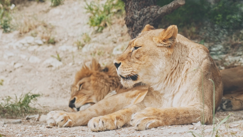 Zoo couple