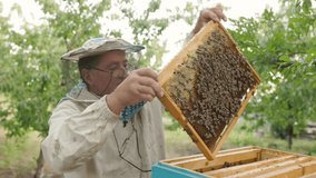 beekeeper holding a honeycomb full of bees. Beekeeper inspecting honeycomb frame at apiary. Beekeeping concept slow motion video lifestyle. beekeeper holding a honeycomb full of bees.