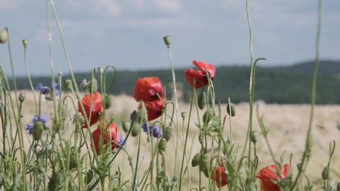 Red field poppies in a field with wheat on a sunny summer day sway in the wind. Farming.