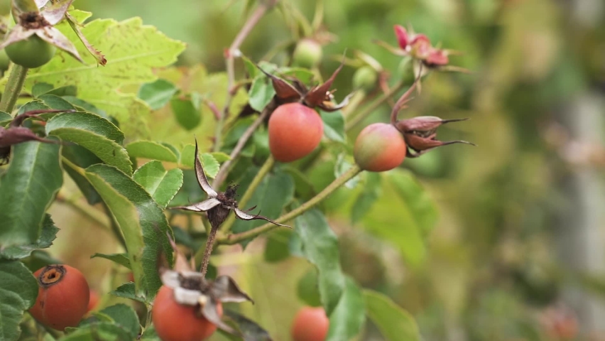Rose Hip Red Fruits In The Vinery. - close up Royalty-Free Stock Footage #1092592785