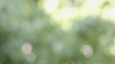 Natural Abstract Bokeh Background Wooden Sunbeam Stock Footage Video ...