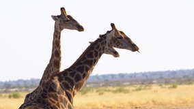 Herd of Southern Giraffe (Giraffa camelopardalis subspp.)Adult male, Etosha National Park, Namibia