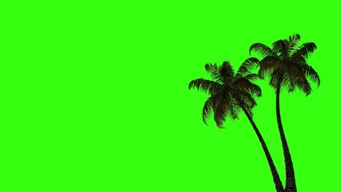 Palm Green Screen Coconut Background Branch Stock Footage Video (100% 