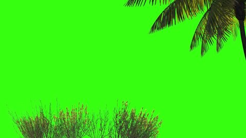 Palm Green Screen Coconut Background Branch Stock Footage Video (100% ...