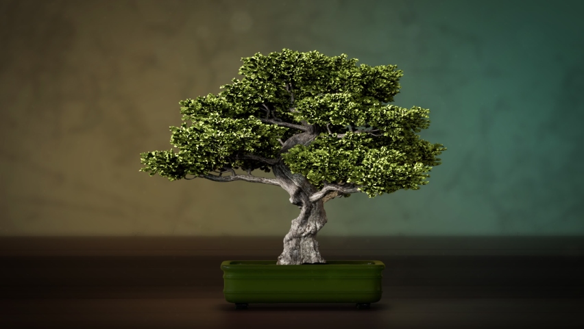 22 Bonsai Template Stock Video Footage - 4K and HD Video Clips |  Shutterstock