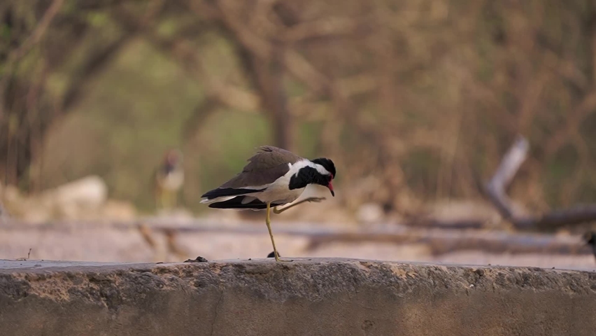 Bird seating on the wall