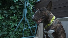 The bull terrier in a brindle color on a swing
