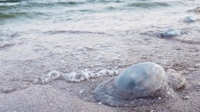 A large number of dead nasty jellyfish lie on the sandy shore strewn with jellyfish, lined with cold sea blue water on a warm evening windy evening on the Azav Sea. HD slow-mo video