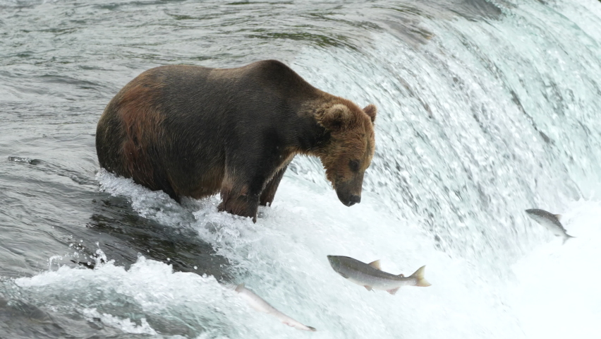 Brown Bear catching Sockeye Salmon at Brooks Falls - 4K Slow Motion
