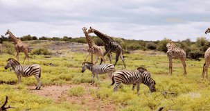 Diversity of African grazing animals, Zebras, Giraffe impala and baboons feeding together and benefiting from safe in numbers. Serengeti, Tanzania, Africa. High quality 4k footage