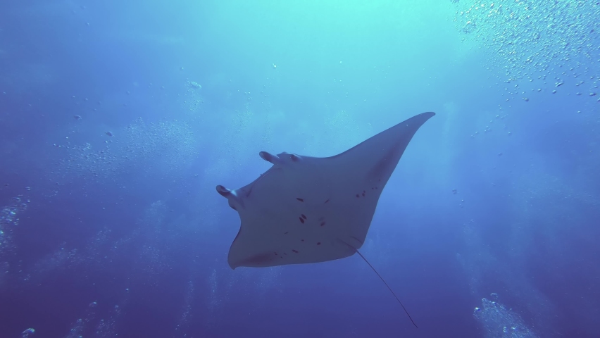 Beautifull footage Manta rays fish Swimming under sea water, Close up footage of Manta rays fish Swimming under water, Pod of Manta rays, Manta rays fish | Shutterstock HD Video #1092621083