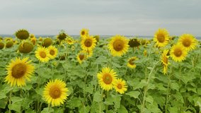 4k video of sunflower field. Agriculture. Aerial view of sunflowers.Taking sunflower blooming in a vast sunflower field fluttering in the wind