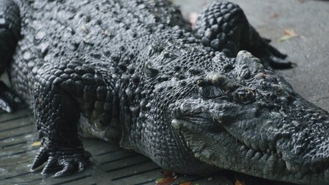 Closeup Crocodile Crawling Crocodile Farm Cultivation Stock Footage ...