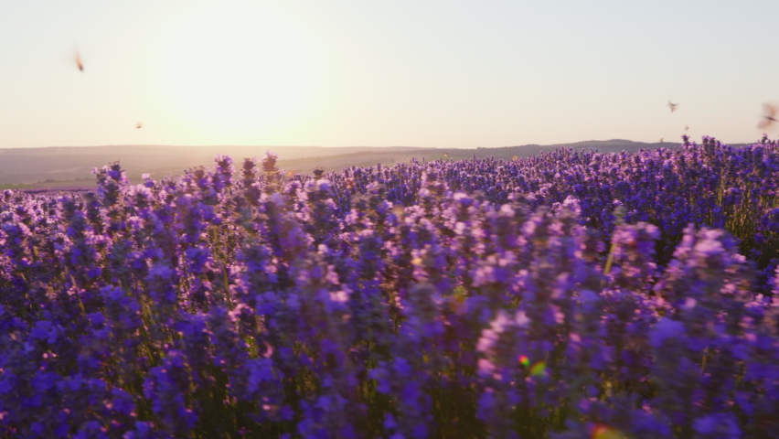Butterflies Flying on Large purple lavender field with blooming at sunset of day slow motion slide summer. View of field of large bushes of lavender slow motion. Relax. Lens flare | Shutterstock HD Video #1092630879