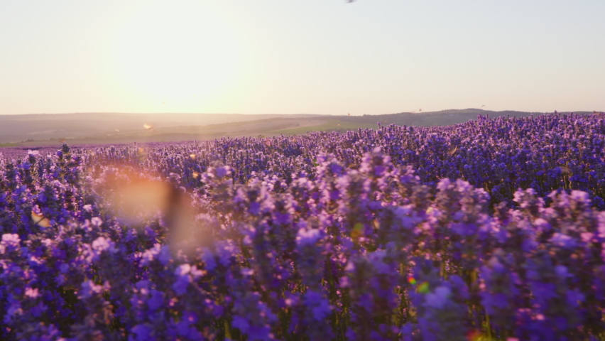 Butterflies Flying on Large purple lavender field with blooming at sunset of day slow motion slide summer. View of field of large bushes of lavender slow motion. Relax. Lens flare Royalty-Free Stock Footage #1092630879