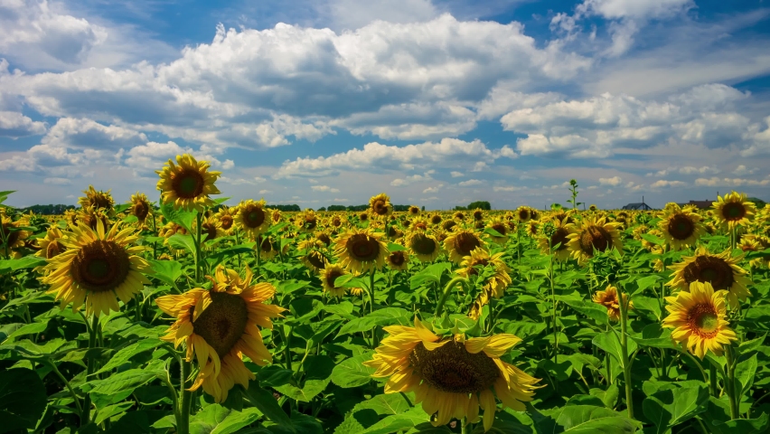 Beautiful blooming sunflowers on the field under moving fluffy clouds. Harvest concept background. 4K Time Lapse.
