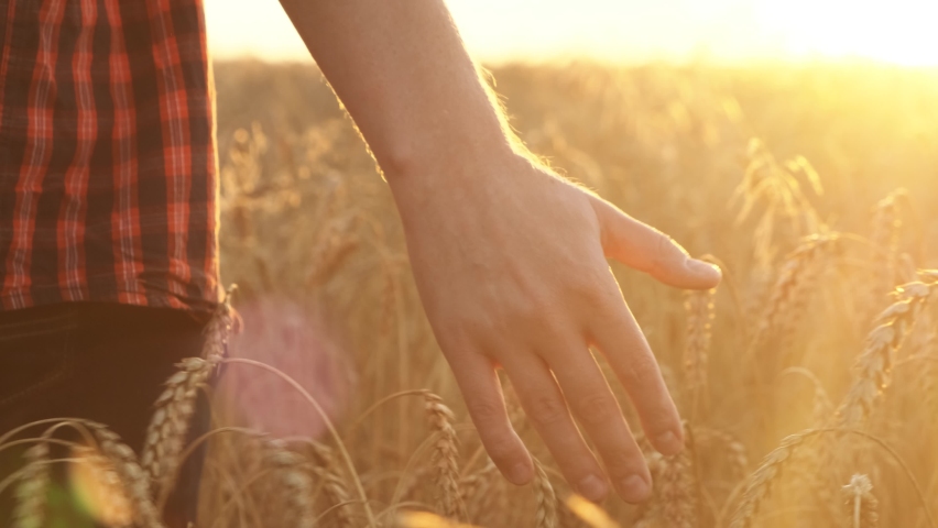 Young farmer walking down the wheat field touching wheat ears with hands at sunrise. The agriculturist inspects a field of ripe wheat. Agriculture concept