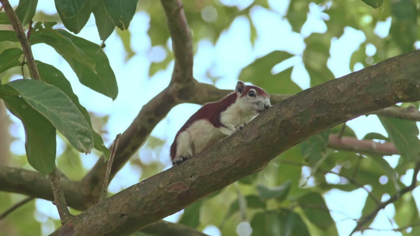 Squirrel scratching body on a tree. Variable squirrel on a tree in public park. Thailand