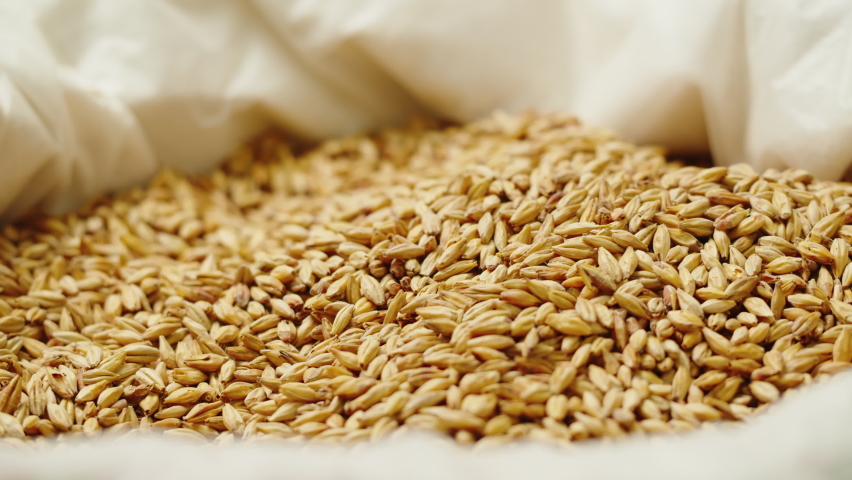 Dry golden barley malt close-up. Craft beer production. Ripe wheat grains texture. Brewery concept. Harvesting and farming, grocery.  Royalty-Free Stock Footage #1092642211