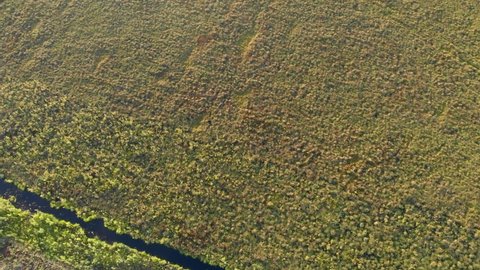 Aerial view of the endless swamps covered with a thick layer of moss and grass. The land is covered with dense vegetation that is not touched by people. Siberian tundra with its endless swamps.