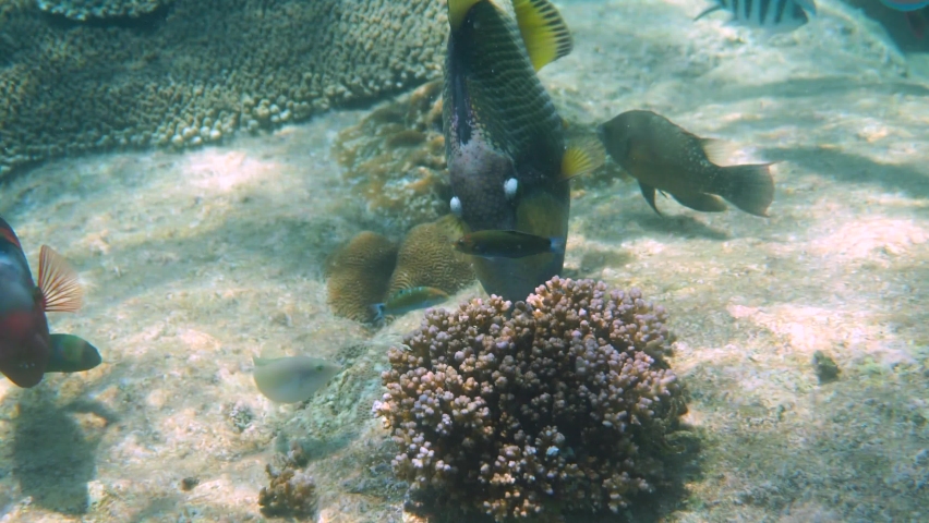 Underwater video of Titan Triggerfish or Balistoides viridescens in Gulf of Thailand. Giant tropical fish swimming among reef. Wild nature, sea life. Scuba diving or snorkeling.  Royalty-Free Stock Footage #1092643081