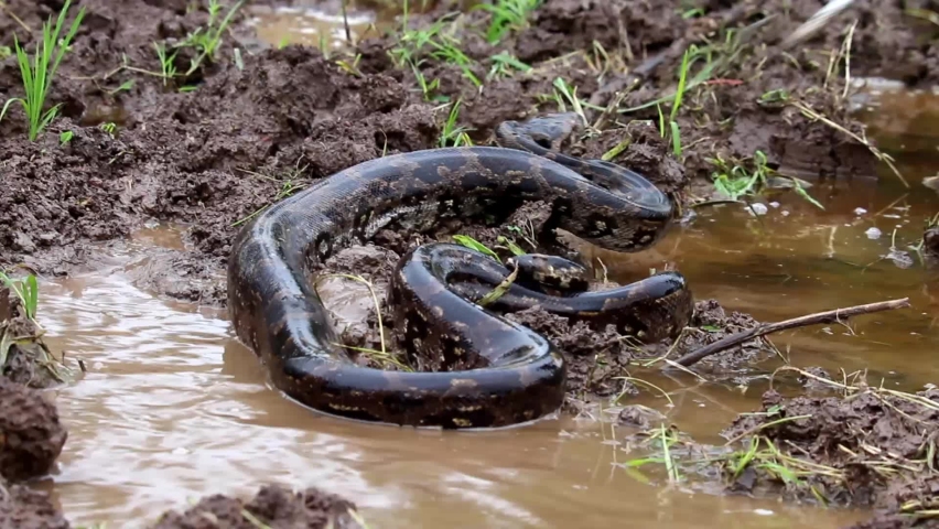 The Central African rock python is a species of large constrictor snake in the family Pythonidae. 