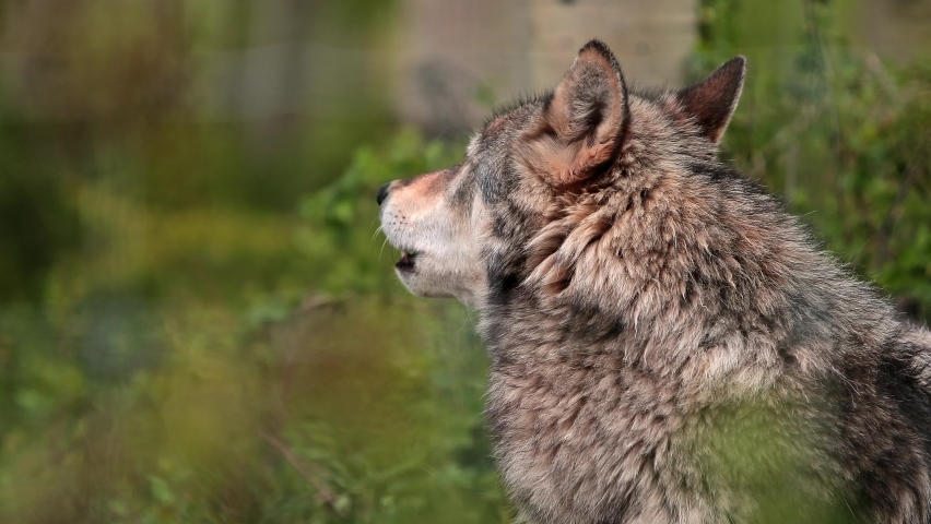 Grey Wolf wildlife in Banff National Park in Alberta, Canada image ...
