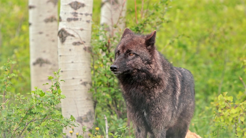 Black Wolf in Forest, Alberta