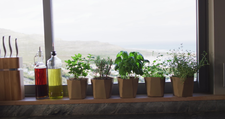 Video of herbs and houseplants standing on window at home. Houseplants, interiors and home interior desing concept.