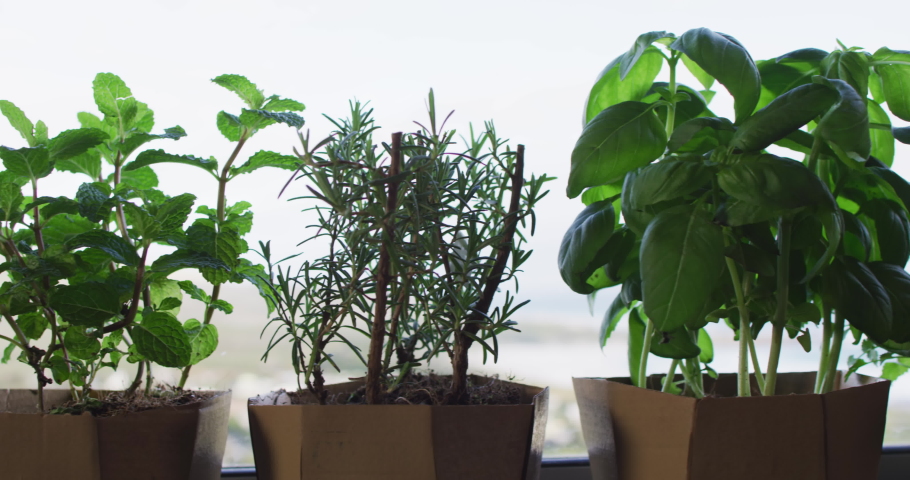 Video of herbs and houseplants standing on window at home. Houseplants, interiors and home interior desing concept.