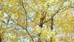 Autumn yellow maple leaves hanging in Slow motion during autumn fall.