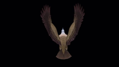 Himalayan Griffon Vulture - Flying Raptor Bird - Back View Closeup - 3D Animation Transparent Loop