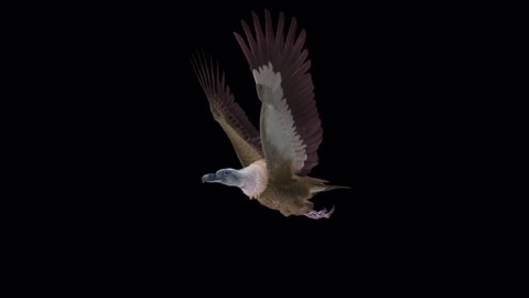Himalayan Griffon Vulture - Flying Raptor Bird - Side Angle View - 3D Animation Transparent Loop