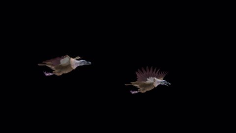 Himalayan Griffon Vulture - Two Raptor Birds - Flying Over Screen - 3D Animation Transparent Transition
