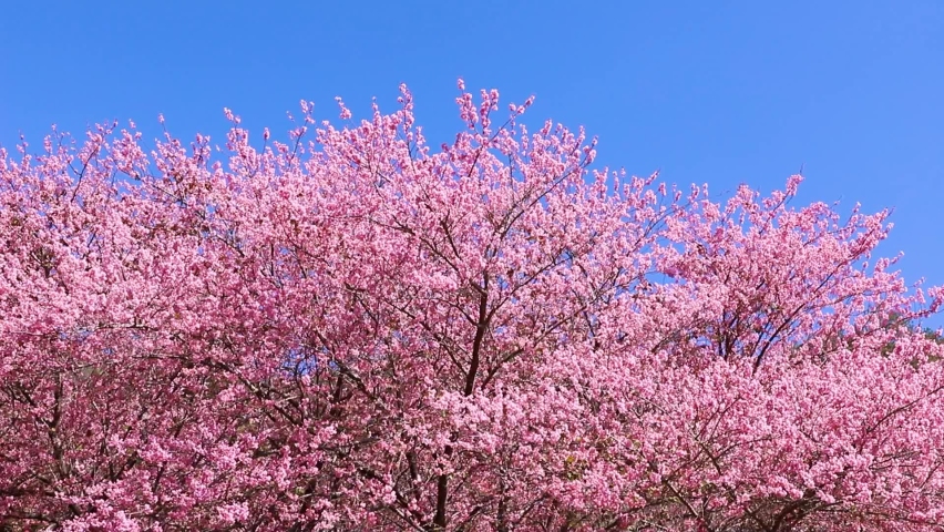 Heping District, Taichung City, Taiwan-February 12, 2022: Beautiful pink cherry blossoms bloom at Wuling Farm.