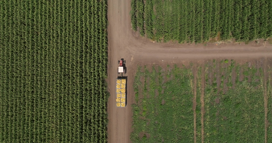 Pallets of Melons loaded on a tractor trailer, crossing a field.