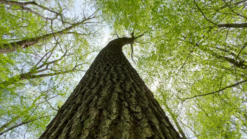 Tree in the forest filmed from the bottom up. Old oak macro filmed on its thick bark. Oak tree with green leaves in the forest.  Royalty-Free Stock Footage #1092661683