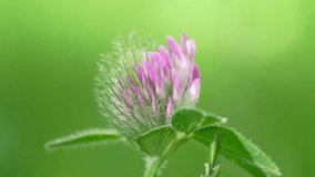 Clover flower in spring, beautiful nature in meadow. Slow motion