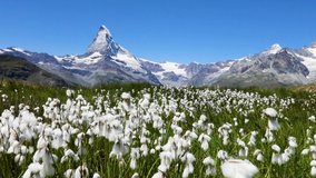 View of Matterhorn peak from Zermatt, Switzerland with cottongrass flowers in foreground on the five-lake hike. Scenic summer alpine panorama, blue sky and white summits in Swiss Alps. Video footage.