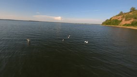 FPV drone chasing flock of seagulls over water on warm sunny day. Chasing flying flock of birds over lake during sunset. Aerial view of birds flying over water near coastline.