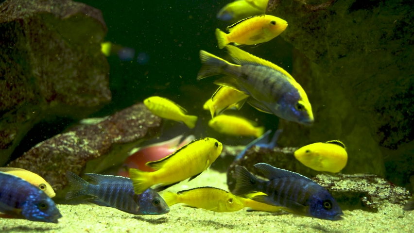 Bunch of fish such as Electric blue hap and Aulonocara nyassae aka the emperor cichlid, is a species of haplochromine Cichlid and electric yellow cichlid in its natural habitat under water | Shutterstock HD Video #1092673475