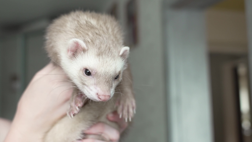 in the hands of a woman the red-haired domestic ferret. unusual pets. food and accessories for rodents.
