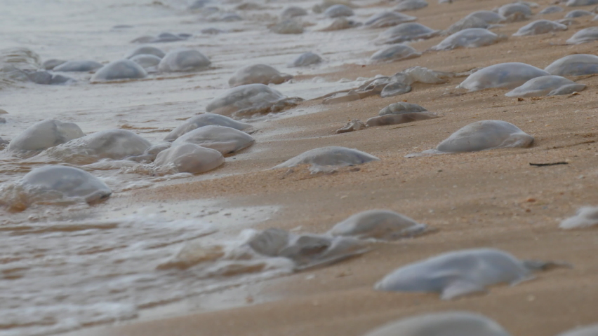 A large number of white jellyfish lie on the shores of the sandy sea, which are washed by the waves. Ecological disaster Sea of Azov, Ukraine