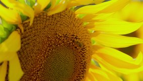 Honey bee collecting nectar and pollen from sunflower close-up footage. Bee flying and pollinating flowers slow-motion video clip. 4K video of a honey bee collecting pollen on a sunflower.
