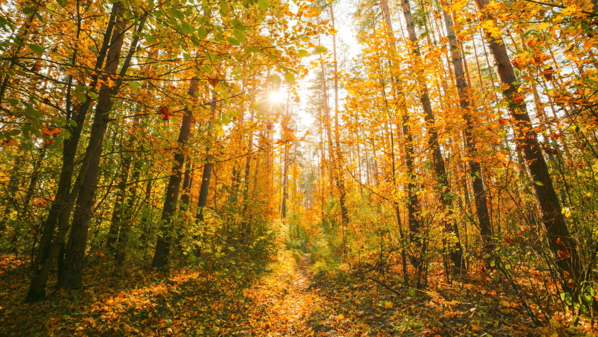 4K Change Season From Green Summer To Yellow Colors of Autumn Forest Landscape. Sunset Time lapse Timelapse Beautiful Sun Sunshine In Autumn Woods. Sunlight Shine Through Foliage In Trees Woods. Fall Royalty-Free Stock Footage #1092685683